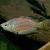 Rubrostriata Rainbow 