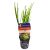 Rush Gold Dwarf - Pot