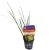 Rush Green Dwarf - Pot