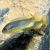 Iodotropheus sprengerae