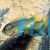 Rusty Cichlids