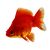 Ryukin Red - Short Tail