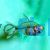 Sailfin Glass Fish 4cm