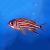 SQUIRRELFISH CROWN