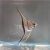 Scalare Angelfish Colombia
