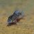 Corydoras Barbatus 