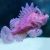 Scorpionfish Weedy