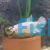 Female White Betta