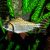 Flagtail Prochilodus Red Finned