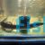 1x Short Fin Eel