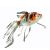 Shubunkin - Carassius Auratus