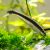 Siamese Flying Fox - Algae Eater