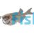 Silver Hatchet Fish