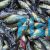  Silver Perch