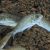 Silver Perch