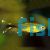 Silver Tip Tetra