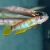 Six Barred Panchax