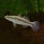 Sleepy Cod - Oxyeleotris lineolatus