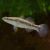 Sleepy Cod