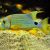 Snapper Hifin - Medium