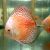 Snow Leopard Discus 9cm
