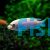 Snow White Cichlid 