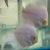 Snow White Discus