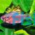 Socolof's Bleeding Heart Tetra