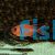 Blotcheye Soldierfish