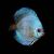 Solid Cobalt Blue Discus