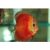 Solid Red Discus - Sun Merah