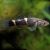 Spangled Gudgeon 8cm