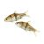 Spanner Barb - Barbodes