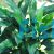 Spathiphyllum - Medium (Piece Plant)