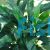 Spathiphyllum - Large (Piece Plant)