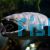 Speckled Longfinned Eel - Angullia reinhardtii