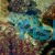 Spotted Mandarin Fish