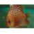Spotted Leopard Discus