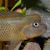 Humphead Cichlid - Lionhead