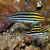 Striped Poison Fang Blenny