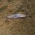 Striped Dwarf Catfish