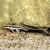 Longnose Whiptail Catfish