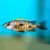 Otopharynx Lithobates Sulphur Crest 6cm