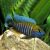Sulphur Crest Peacock 