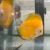 Sunrise Discus