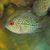 Flowerhorn Super Red Dragon