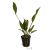 Sword Echinodorus Lothario - Pot