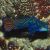 Mandarin Fish Green