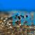 Synodontis Decorus