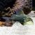 Syndontis Eupterus - Featherfin 